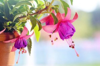 Fuchsie