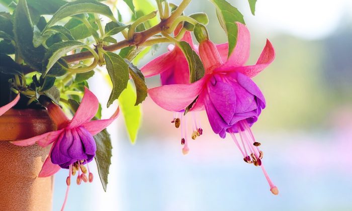 Fuchsie