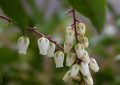 Pieris