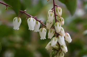 Pieris