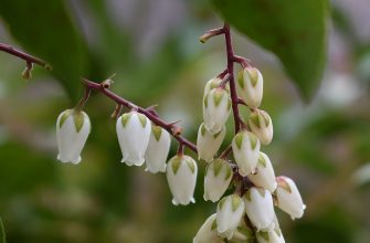Pieris