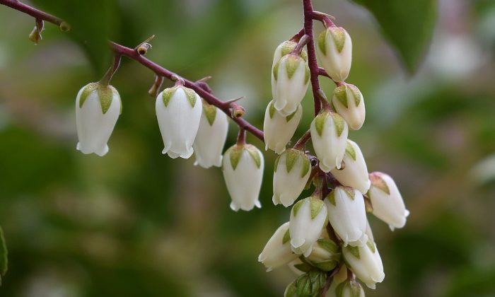 Pieris