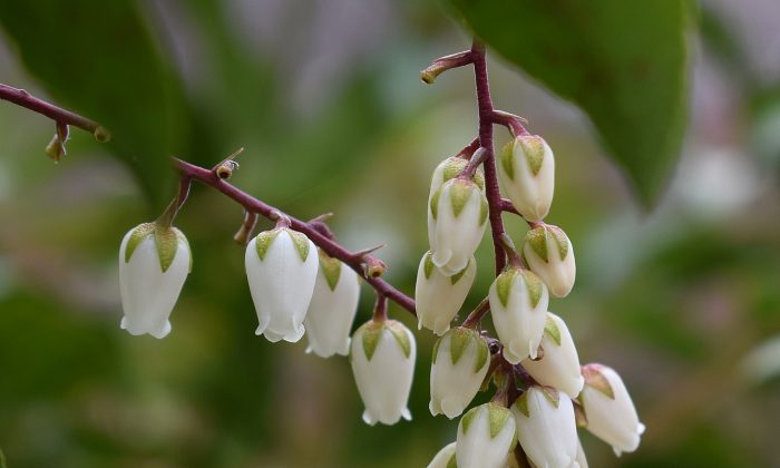 Pieris