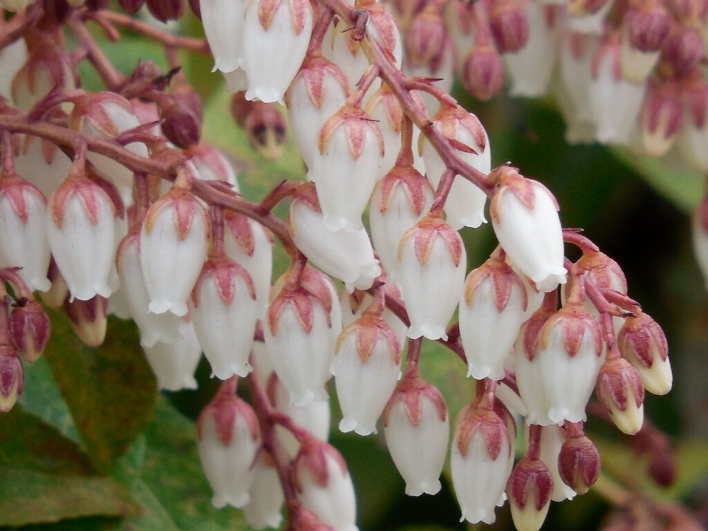 Pieris