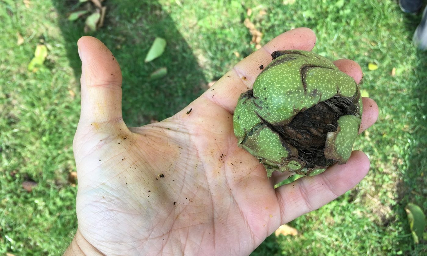 Jak se zbavit špinavých rukou od ořechů?