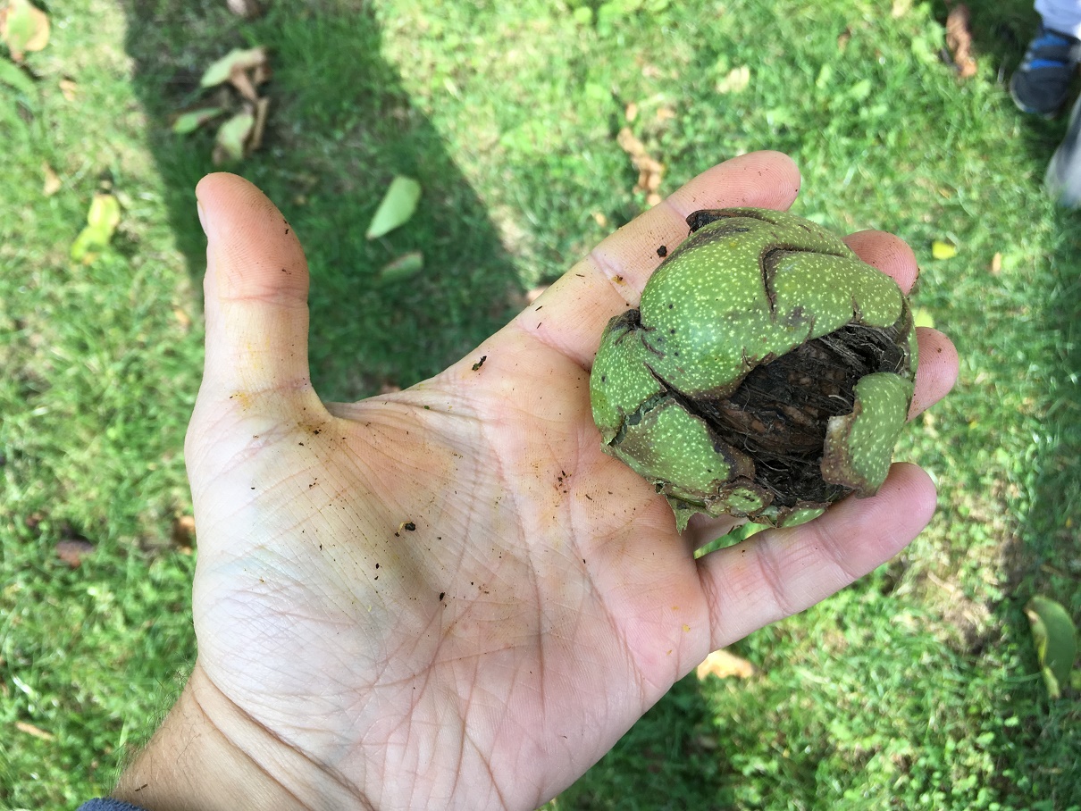 Jak odstranit špinavé ruce od ořechů?