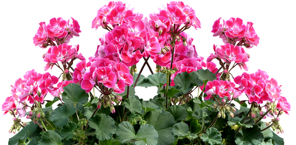 Pelargonie