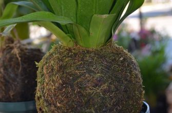 Kokedama