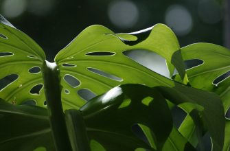 Monstera skvostná