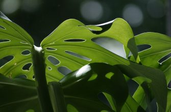 Monstera skvostná