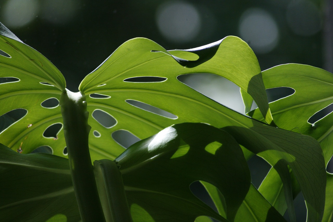 Monstera skvostná