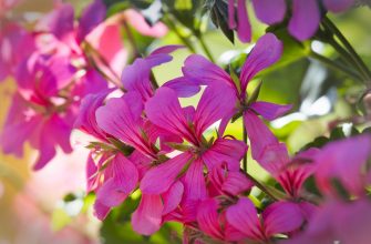 Pelargonie