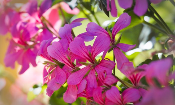 Pelargonie