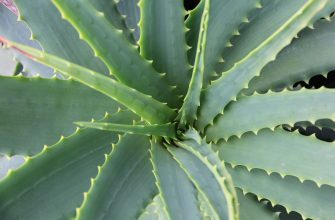 Aloe vera