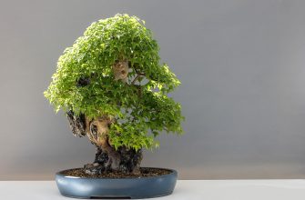 Bonsaj