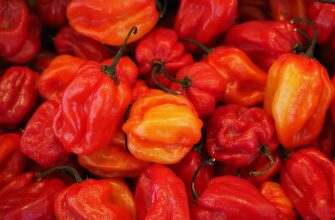 Habanero