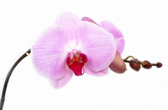 Orchidej