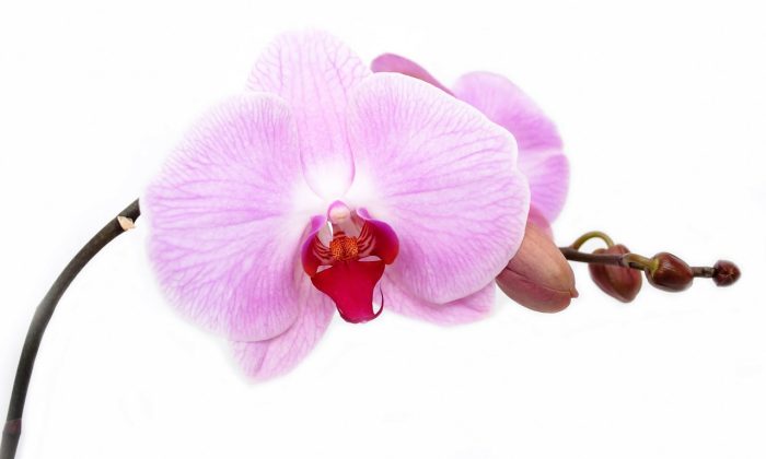 Orchidej