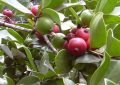 Psidium cattleianum