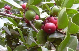 Psidium cattleianum