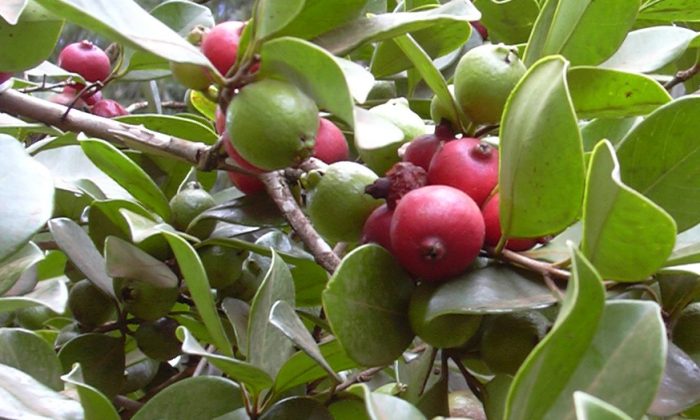 Psidium cattleianum