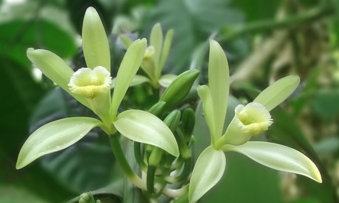 Vanilkový květ