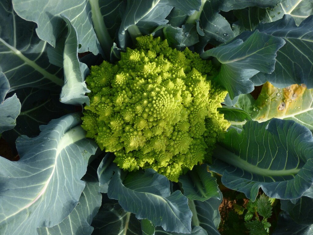 Romanesco