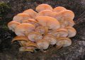 Flammulina velutipes