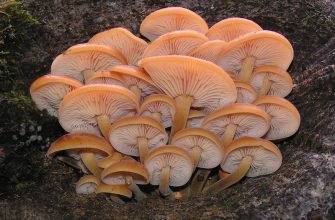 Flammulina velutipes