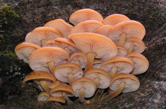 Flammulina velutipes