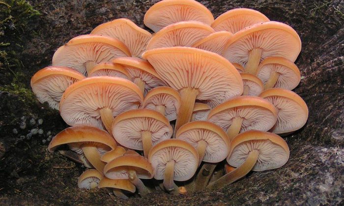 Flammulina velutipes