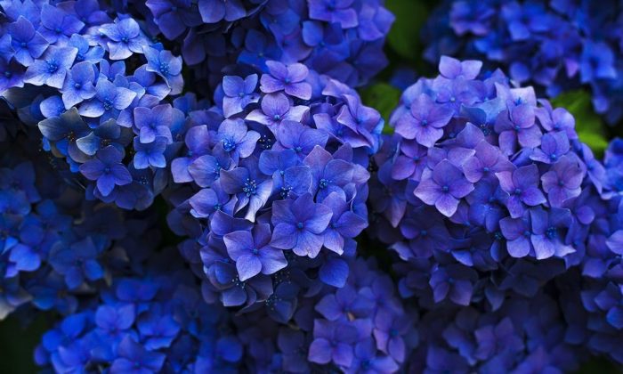 Jak změnit barvu hortenzií? | Naše zahrada