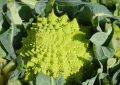 Romanesco