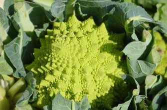 Romanesco