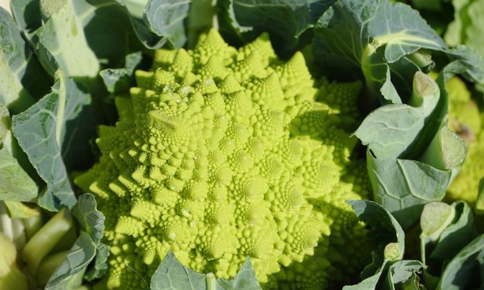 Romanesco