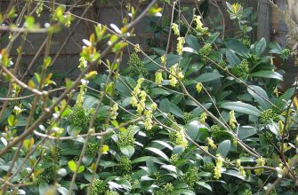 Corylopsis spicata