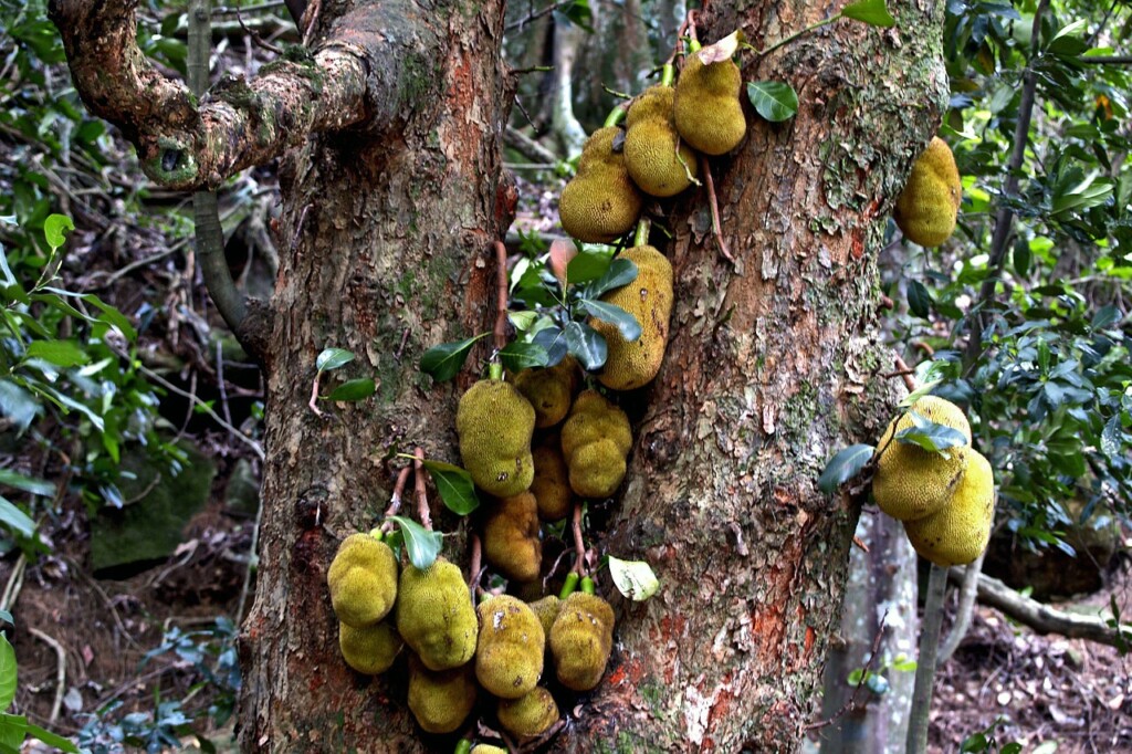 Jackfruit