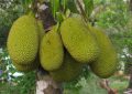 Jackfruit