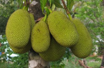 Jackfruit