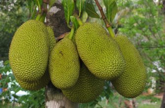 Jackfruit