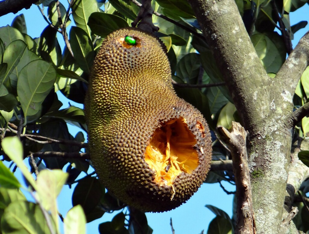 Jackfruit