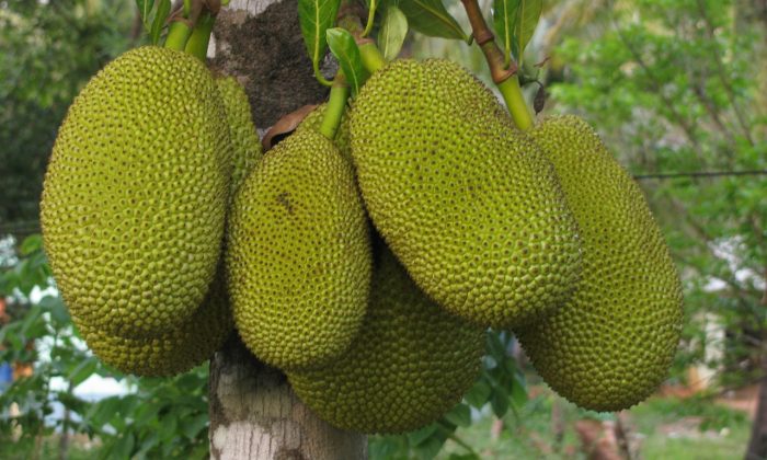 Jackfruit