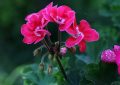 Pelargonie