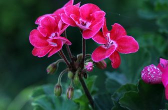 Pelargonie