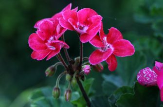 Pelargonie