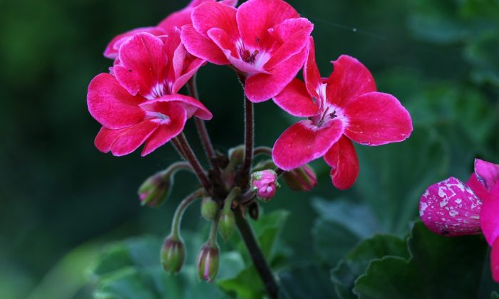 Pelargonie