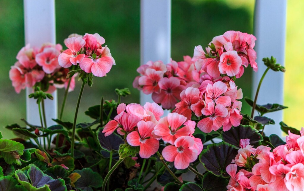 Pelargonie