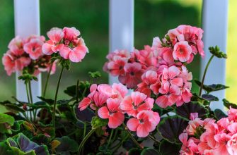 Pelargonie