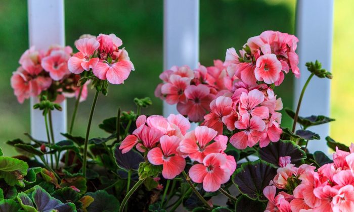 Pelargonie