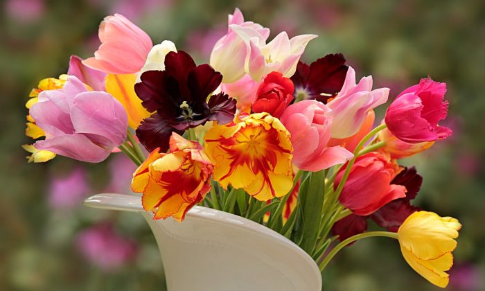 Tulipány